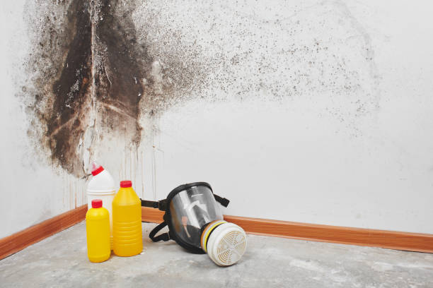 Best DIY Mold Remediation Support Services in Eaton, CO